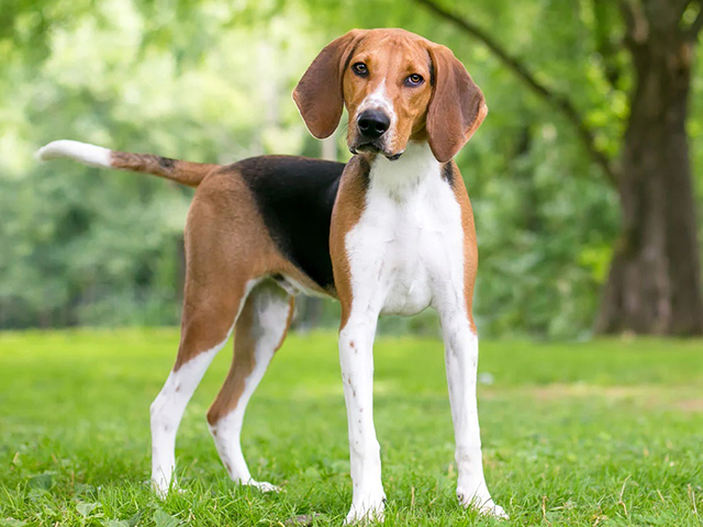 عکس انگلیش فاکس هاند