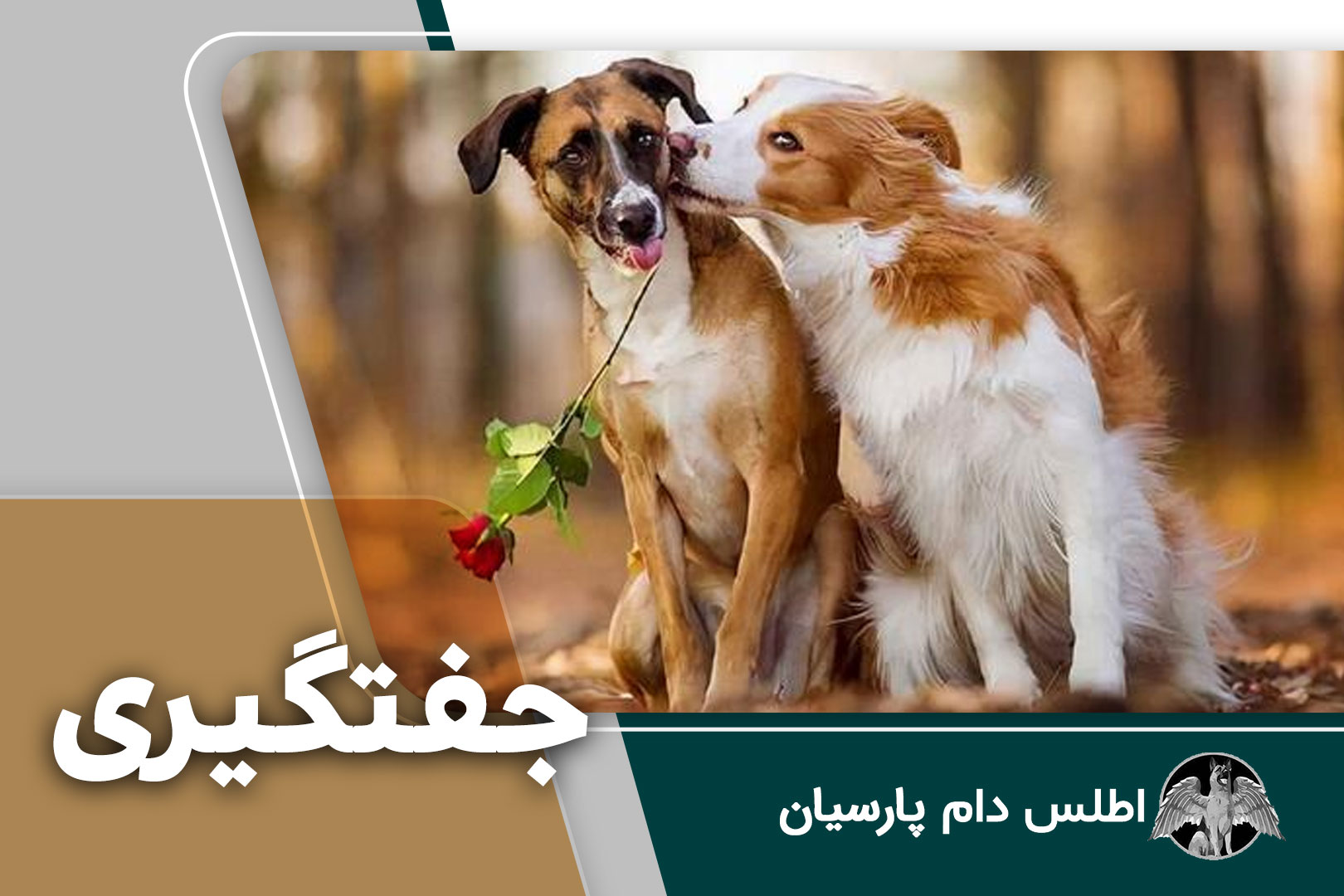 جفت گیری انسان