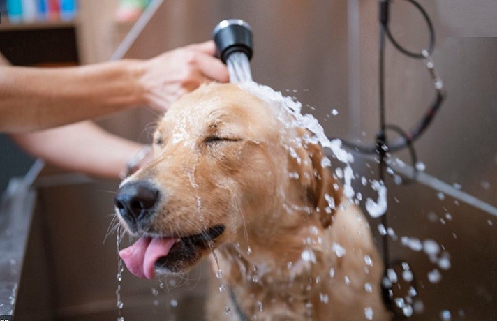 شستن سگ ها
