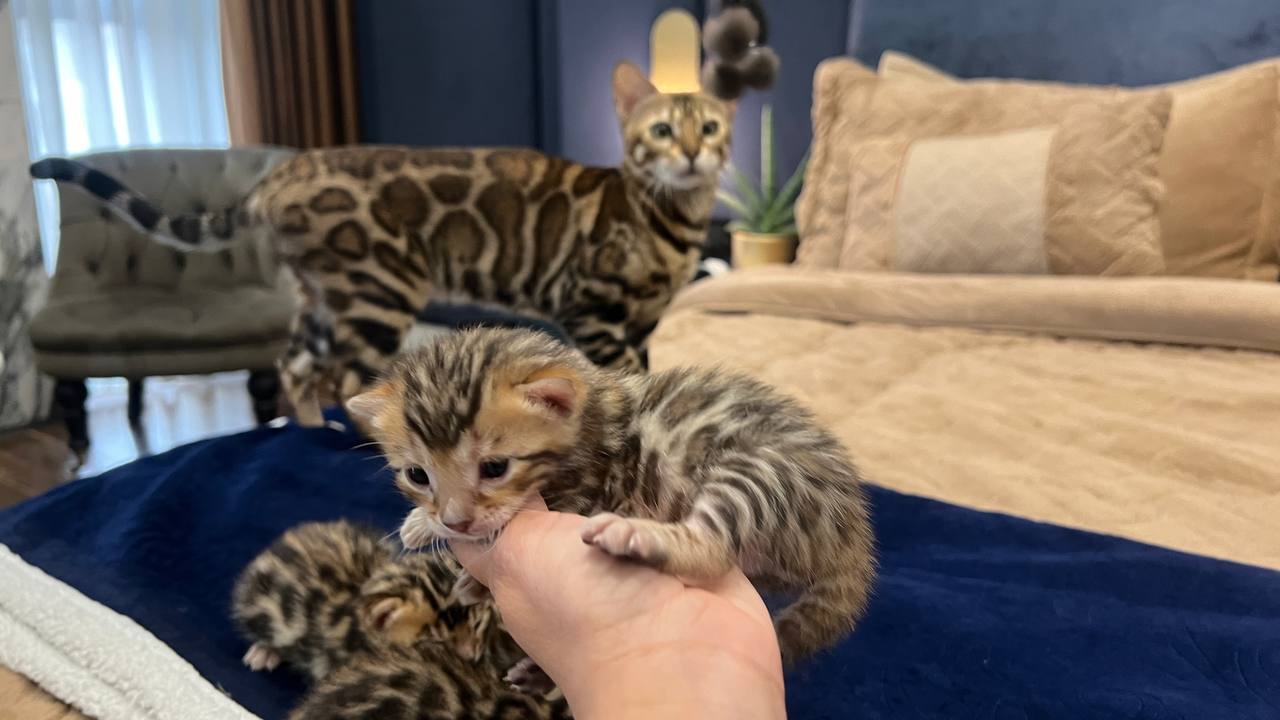 عکس آگهی نژاد بنگال