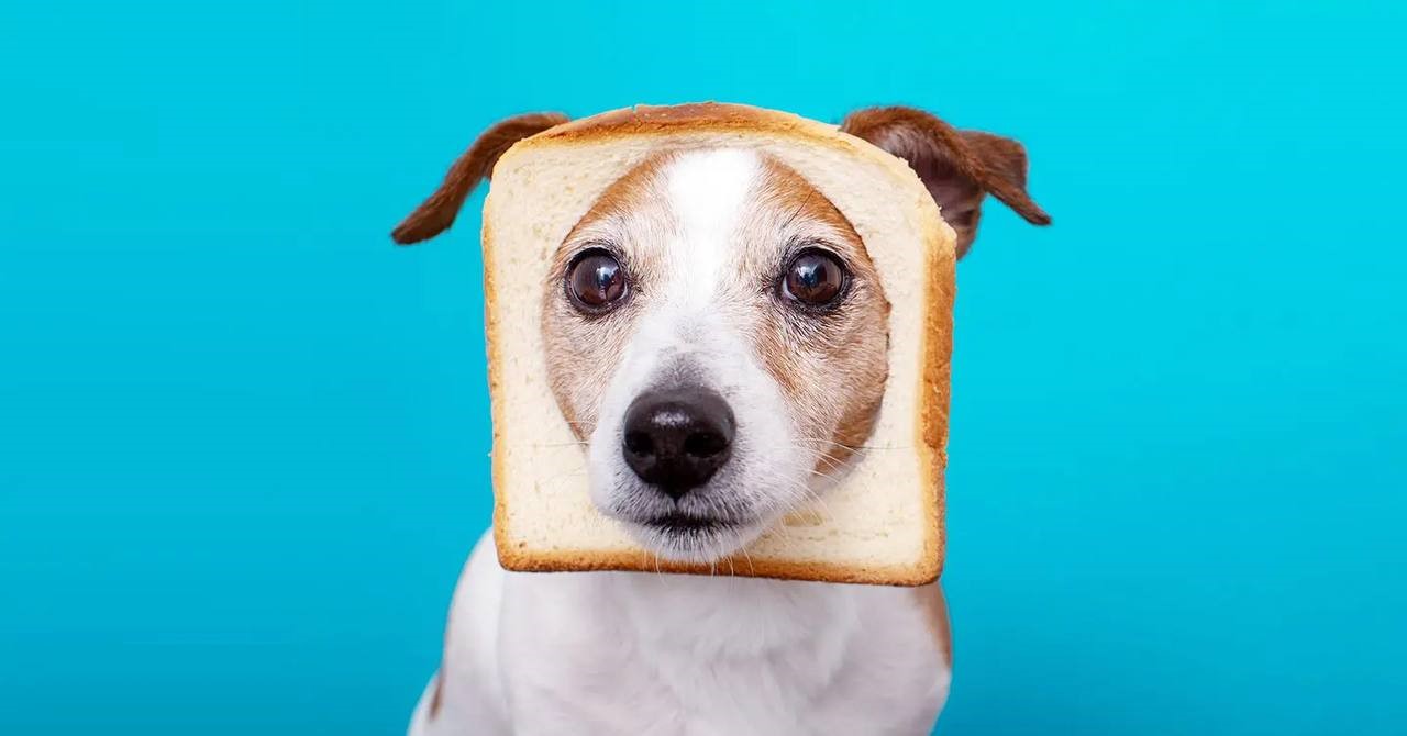 نان تست برای سگ