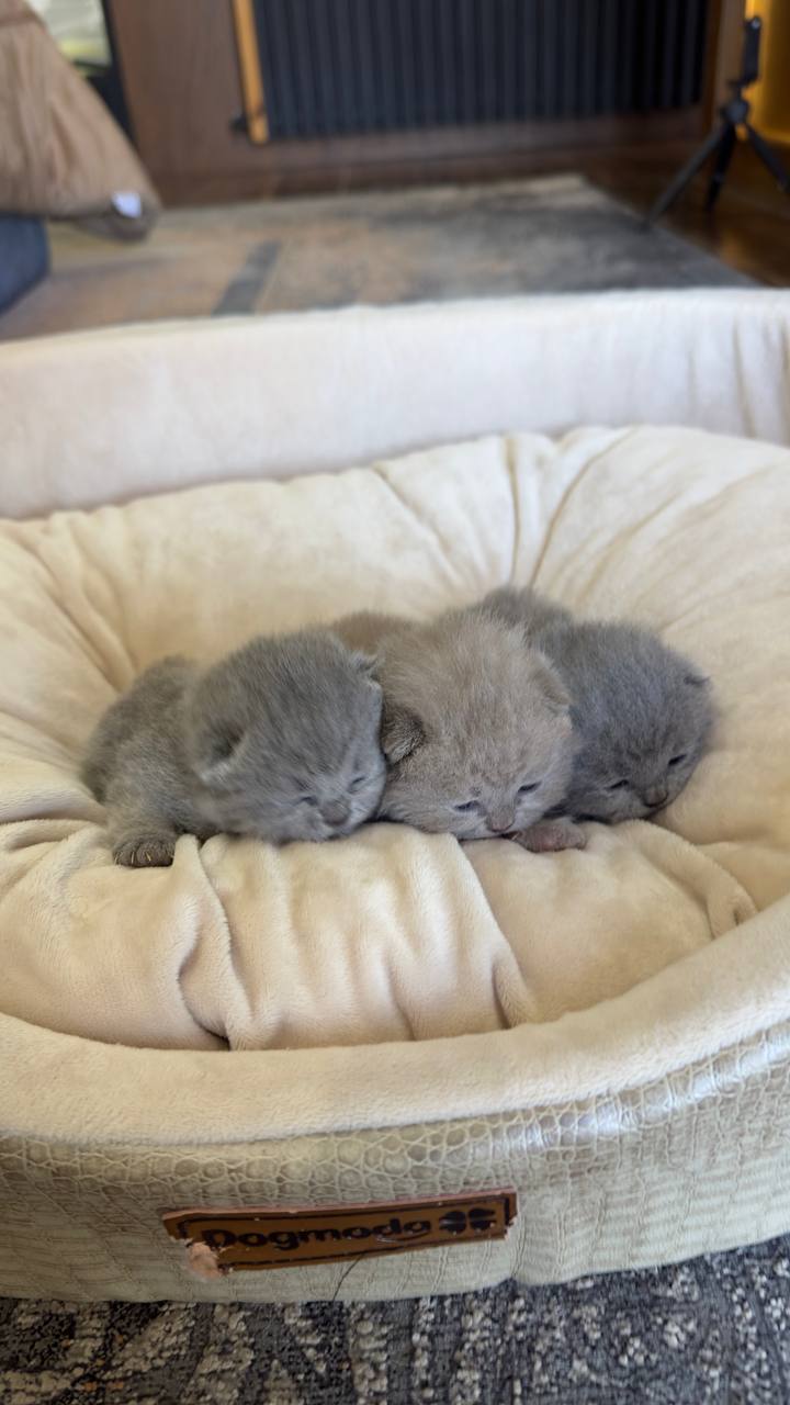 عکس آگهی نژاد بریتیش شورت هیر