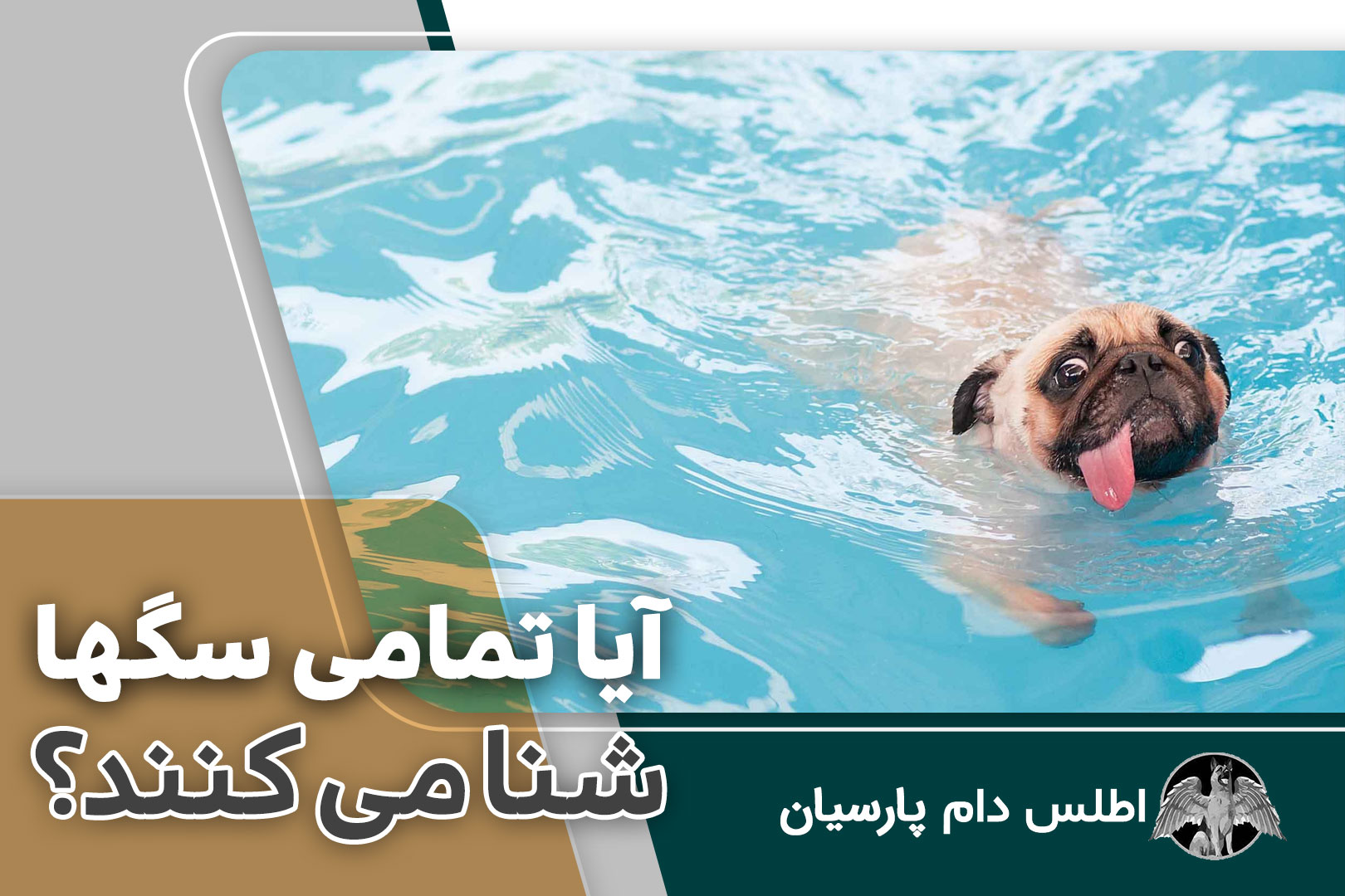 آیا تمامی سگها شنا می کنند؟