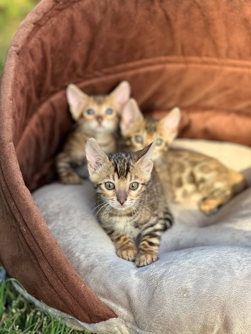 عکس آگهی نژاد بنگال