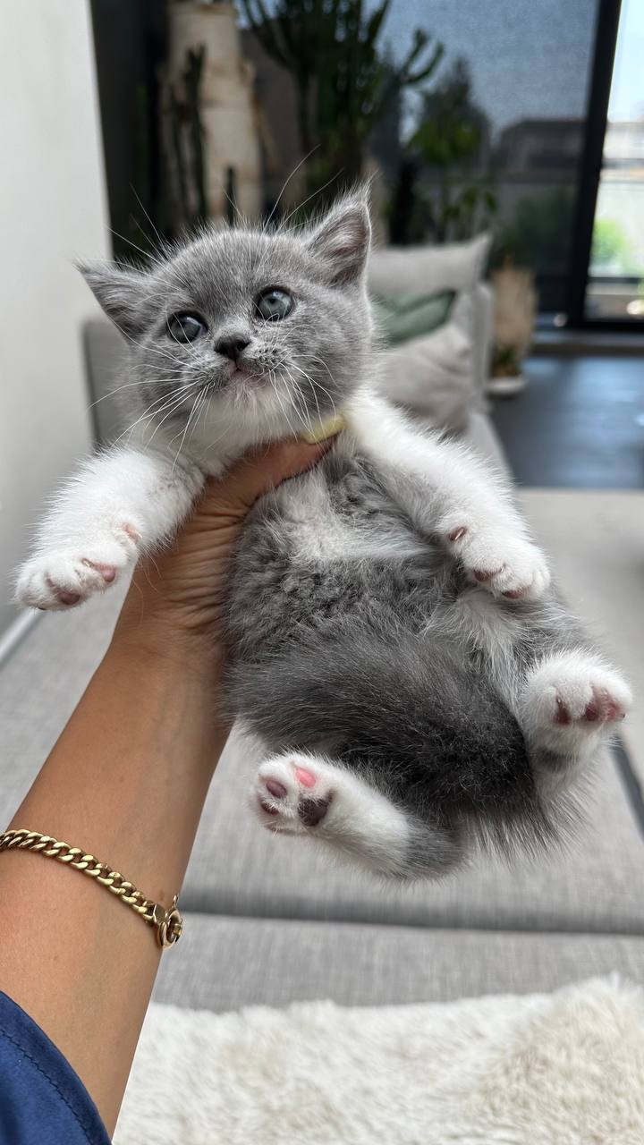 عکس آگهی نژاد بریتیش شورت هیر