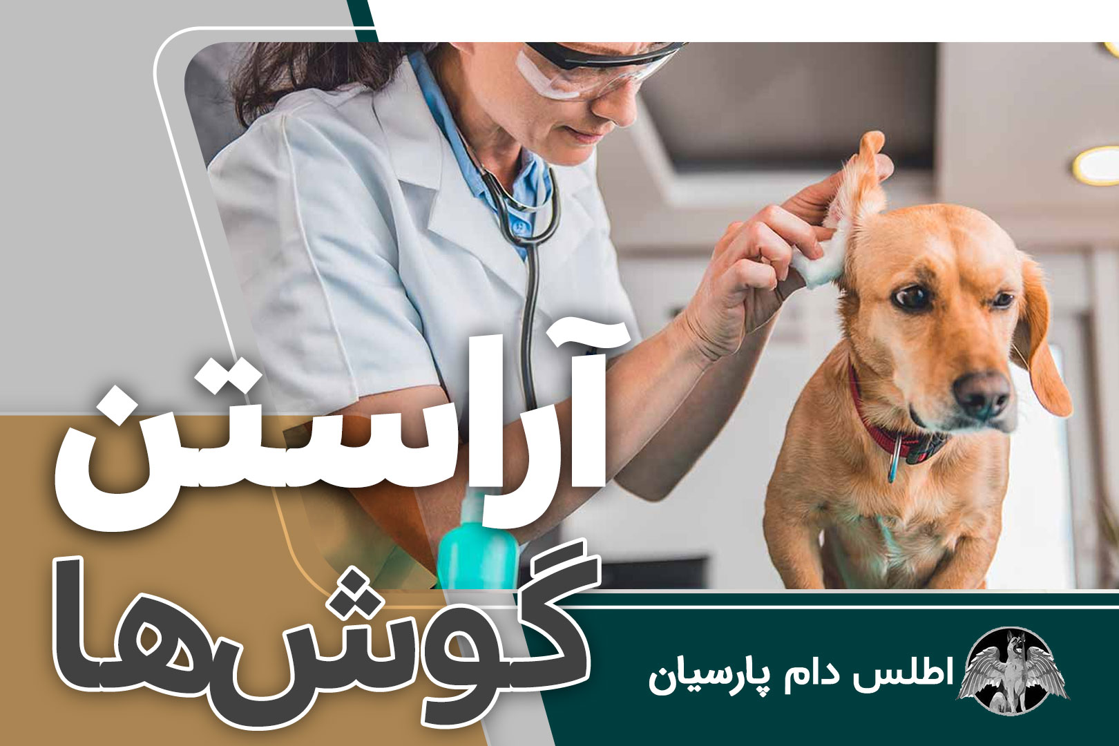 بهداشت گوش در سگ ها (آموزش تمیز کردن گوش سگ)