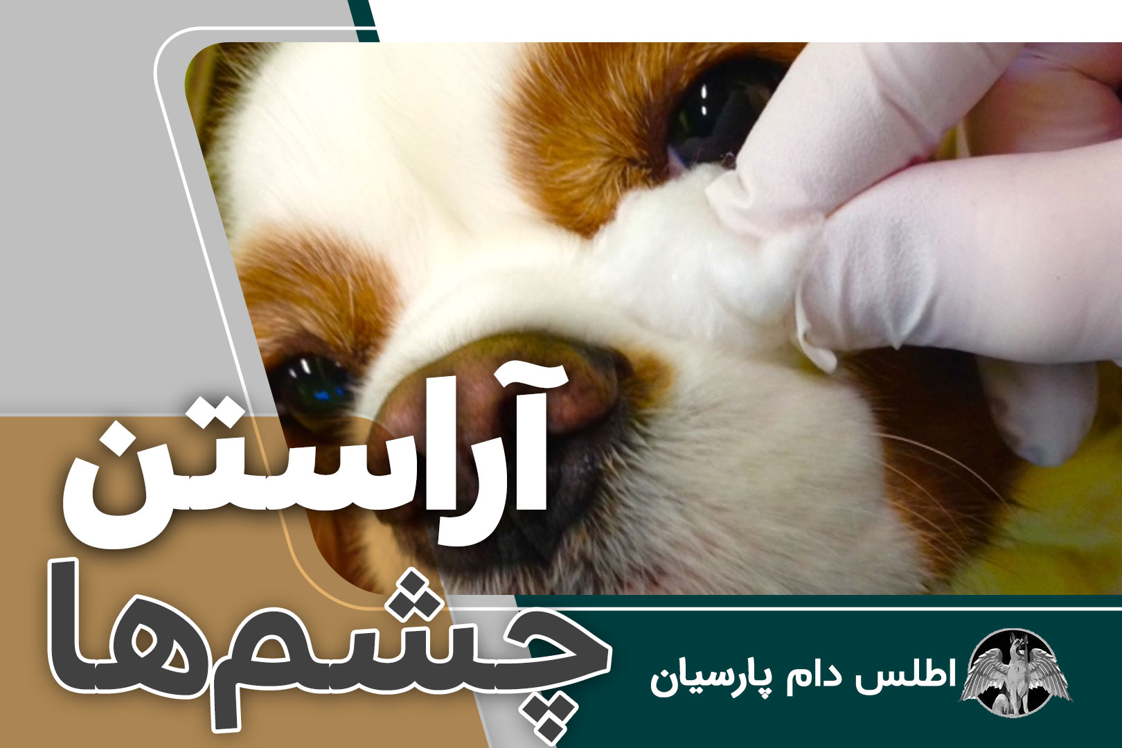 آموزش تمیز کردن چشم سگ ها (بهداشت چشم سگ)