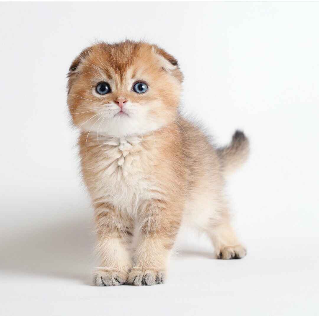 عکس آگهی نژاد اسکاتیش فولد