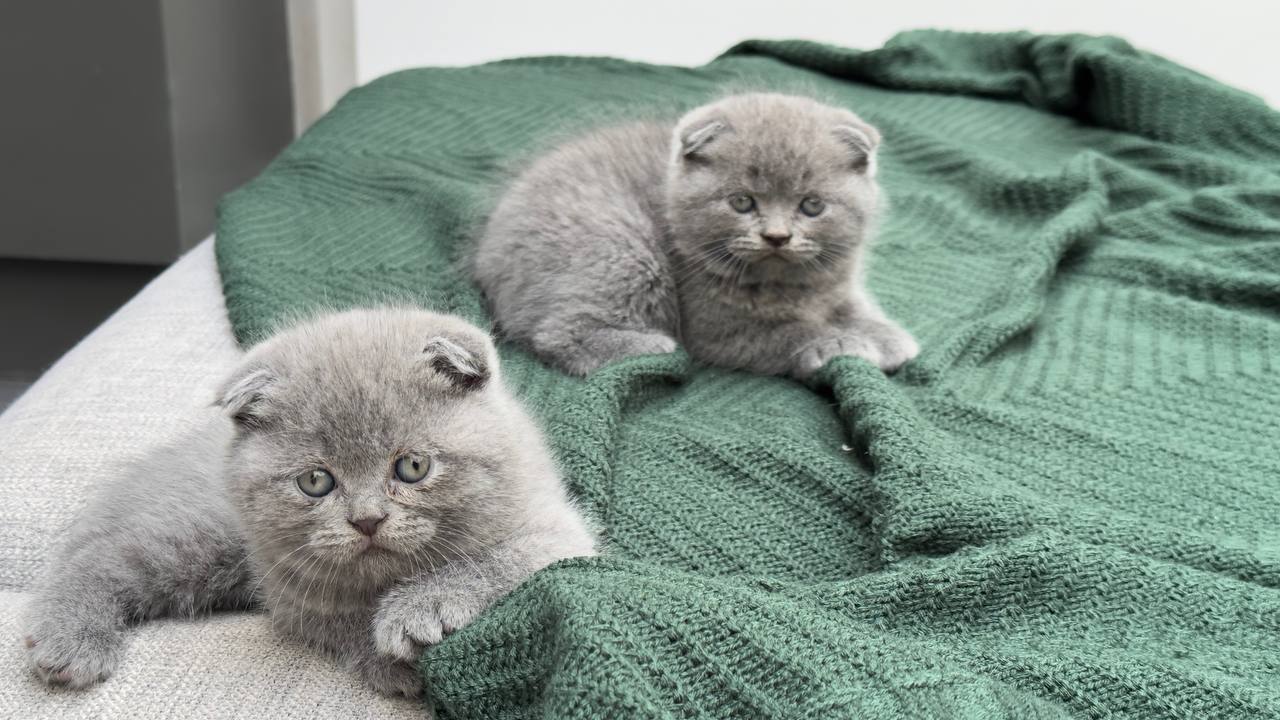 عکس آگهی نژاد اسکاتیش فولد