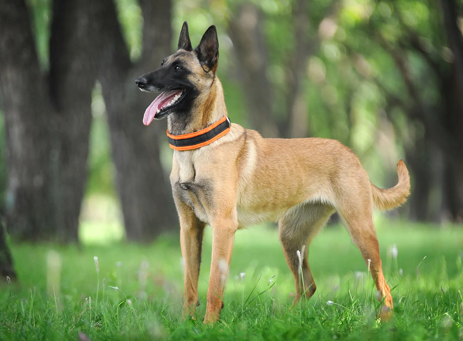 نژاد سگ بلژین مالینویز (Belgian Malinois) عکس و ویدیو