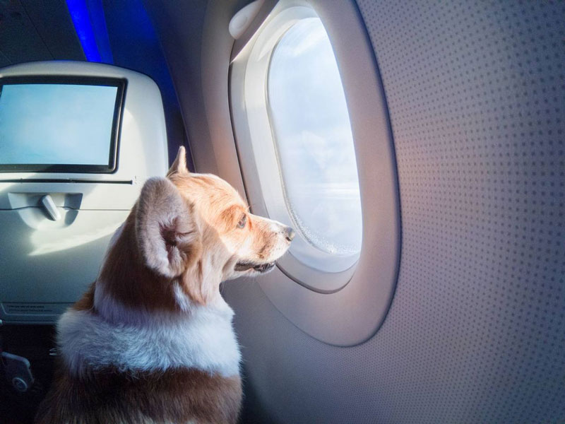 پرواز هوایی با سگ