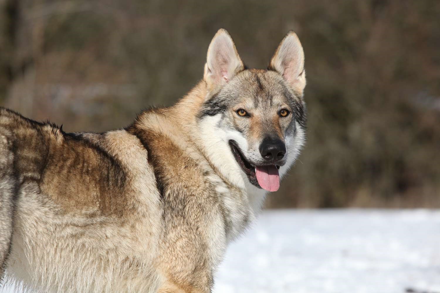 نژاد سگ چکسلواکین ولف داگ (Czechoslovakian Wolfdog) عکس و ویدیو