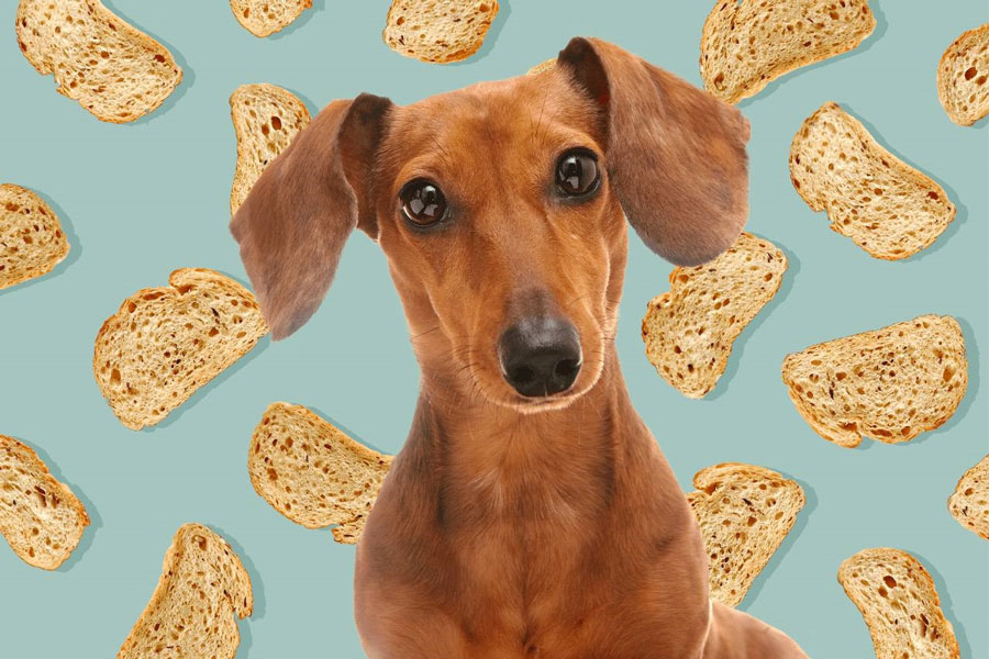 نان سیر برای سگ