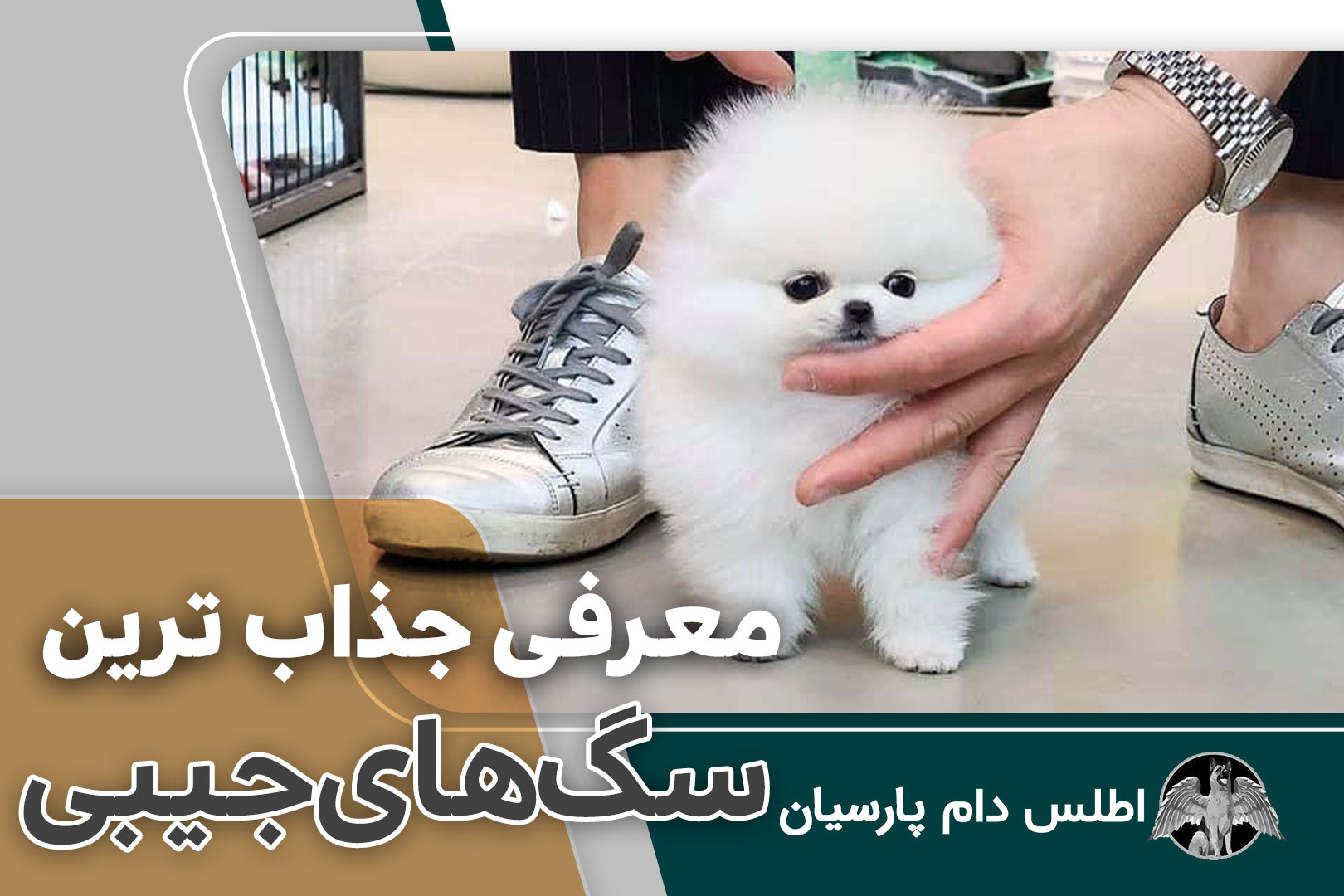 عکس و ویدیو 7 نژاد سگ جیبی (قیمت و خرید سگ جیبی)