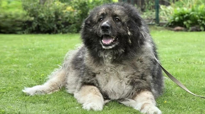 سگ قفقازی 