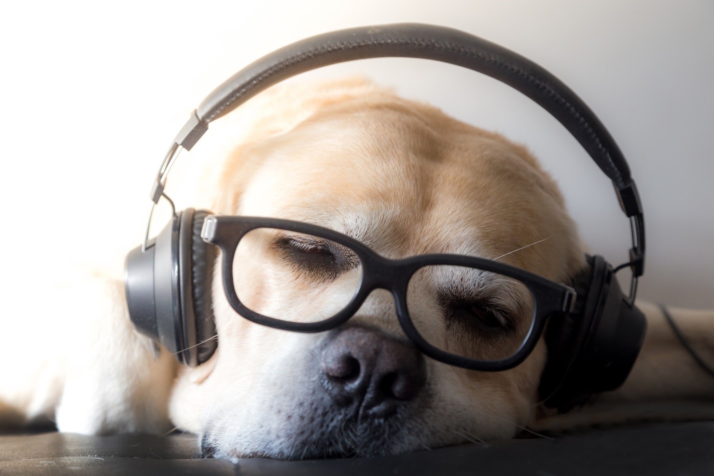 موسیقی و آهنگ های مخصوص سگها + دلایل استفاده و مزایا