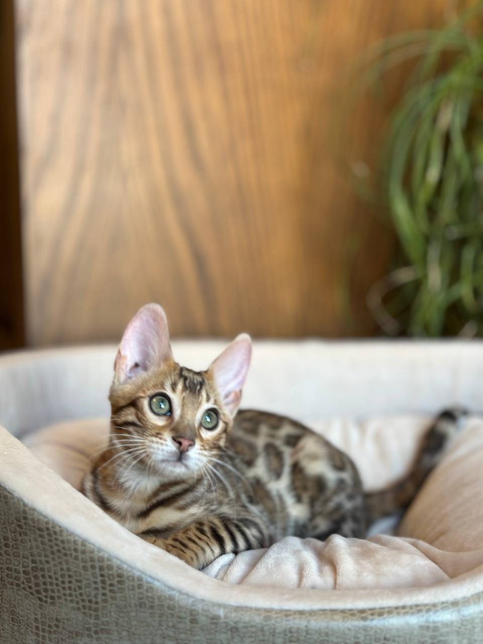 عکس آگهی نژاد بنگال