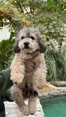 آگهی فروش نژاد پودل مینیاتوری