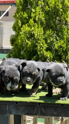 آگهی فروش نژاد آمریکن بولی