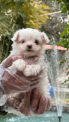 آگهی فروش نژاد مالتیز