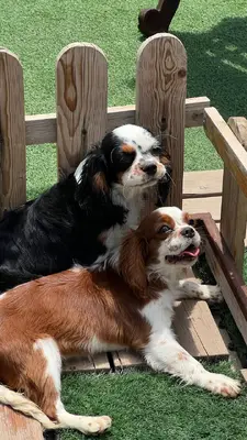 آگهی فروش نژاد کاوالیر کینگ چارلز اسپانیل