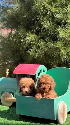 آگهی فروش نژاد پودل مینیاتوری