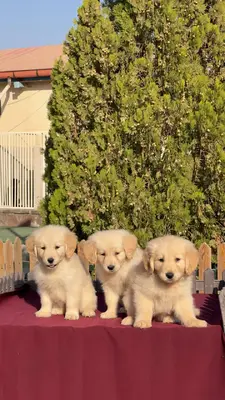 آگهی فروش نژاد گلدن رتریور