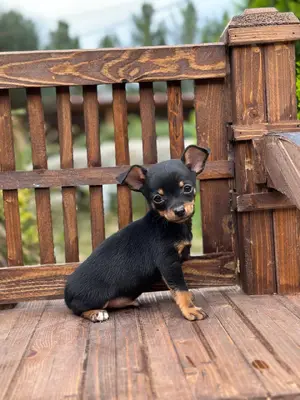 آگهی فروش نژاد چی واوا