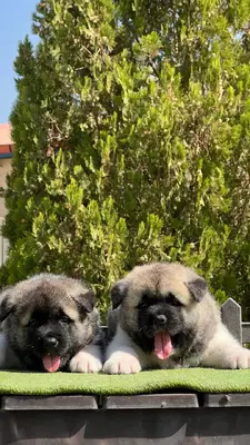 آگهی فروش نژاد آکیتا