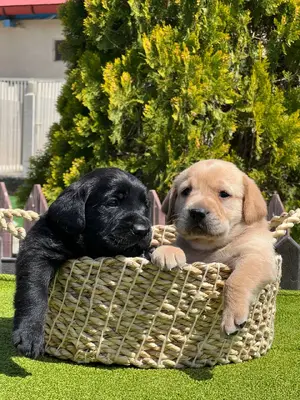 آگهی فروش نژاد لابرادور رتریور