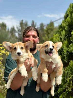 آگهی فروش نژاد پمبروک ولش کورگی