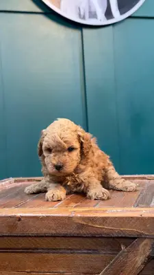 آگهی فروش نژاد پودل عروسکی