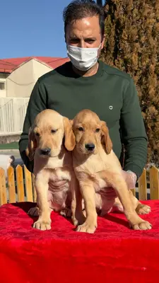 آگهی فروش نژاد لابرادور رتریور