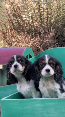 آگهی فروش نژاد کاوالیر کینگ چارلز اسپانیل