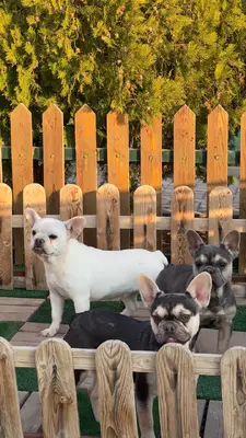 آگهی فروش نژاد فرنچ بولداگ