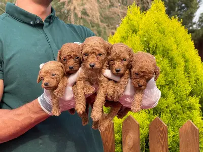 آگهی فروش نژاد پودل عروسکی