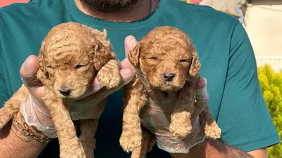 آگهی فروش نژاد پودل استاندارد