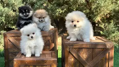 آگهی فروش نژاد پامرانین