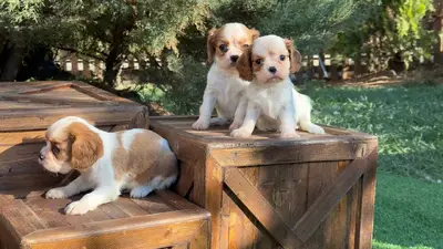 آگهی فروش نژاد کاوالیر کینگ چارلز اسپانیل