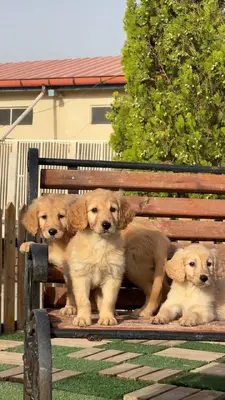 آگهی فروش نژاد گلدن دودل