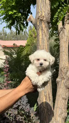 آگهی فروش نژاد بیشان فریزی