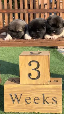 آگهی فروش نژاد آکیتا