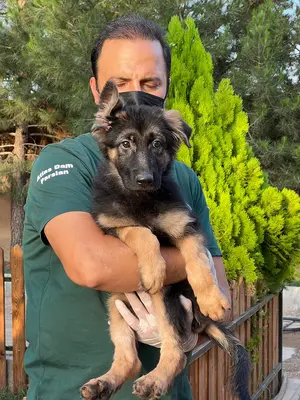 آگهی فروش نژاد ژرمن شپرد