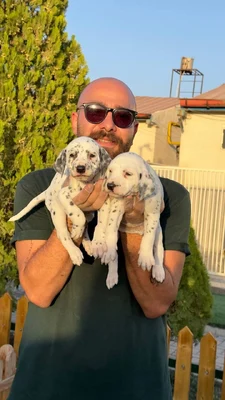 آگهی فروش نژاد دالمیشن