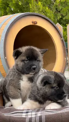 آگهی فروش نژاد آکیتا