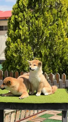 آگهی فروش نژاد شیبا اینو