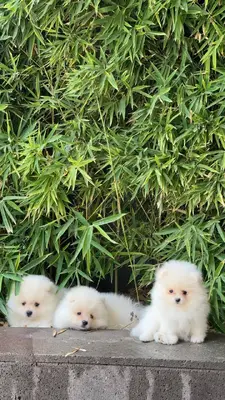 آگهی فروش نژاد پامرانین