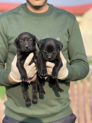 آگهی فروش نژاد لابرادور رتریور