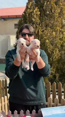 آگهی فروش نژاد داگو آرژانتینو