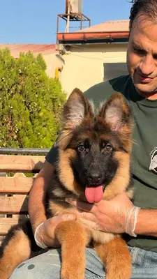 آگهی فروش نژاد ژرمن شپرد